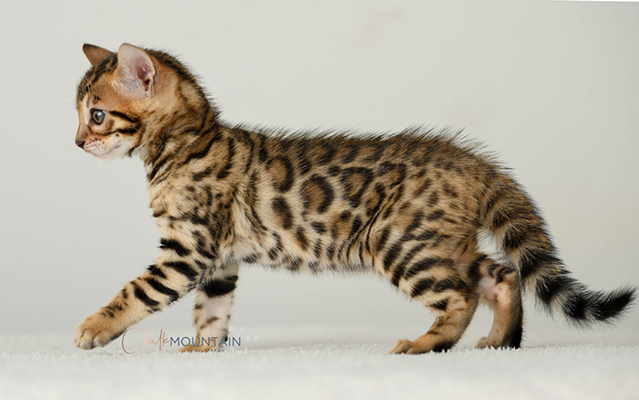 Bengal kitten for sale